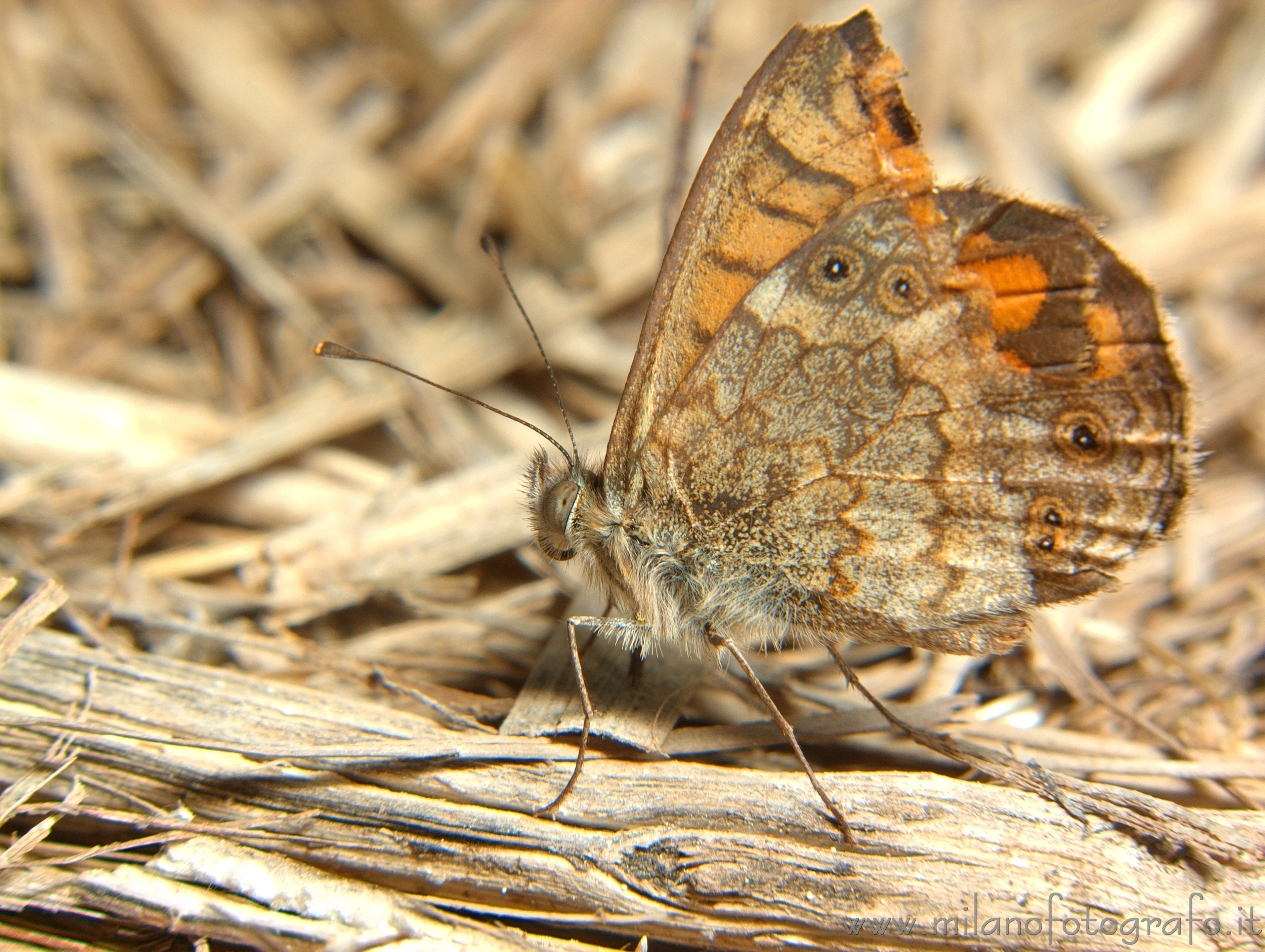 Torre San Giovanni (Lecce, Italy) - Butterfly